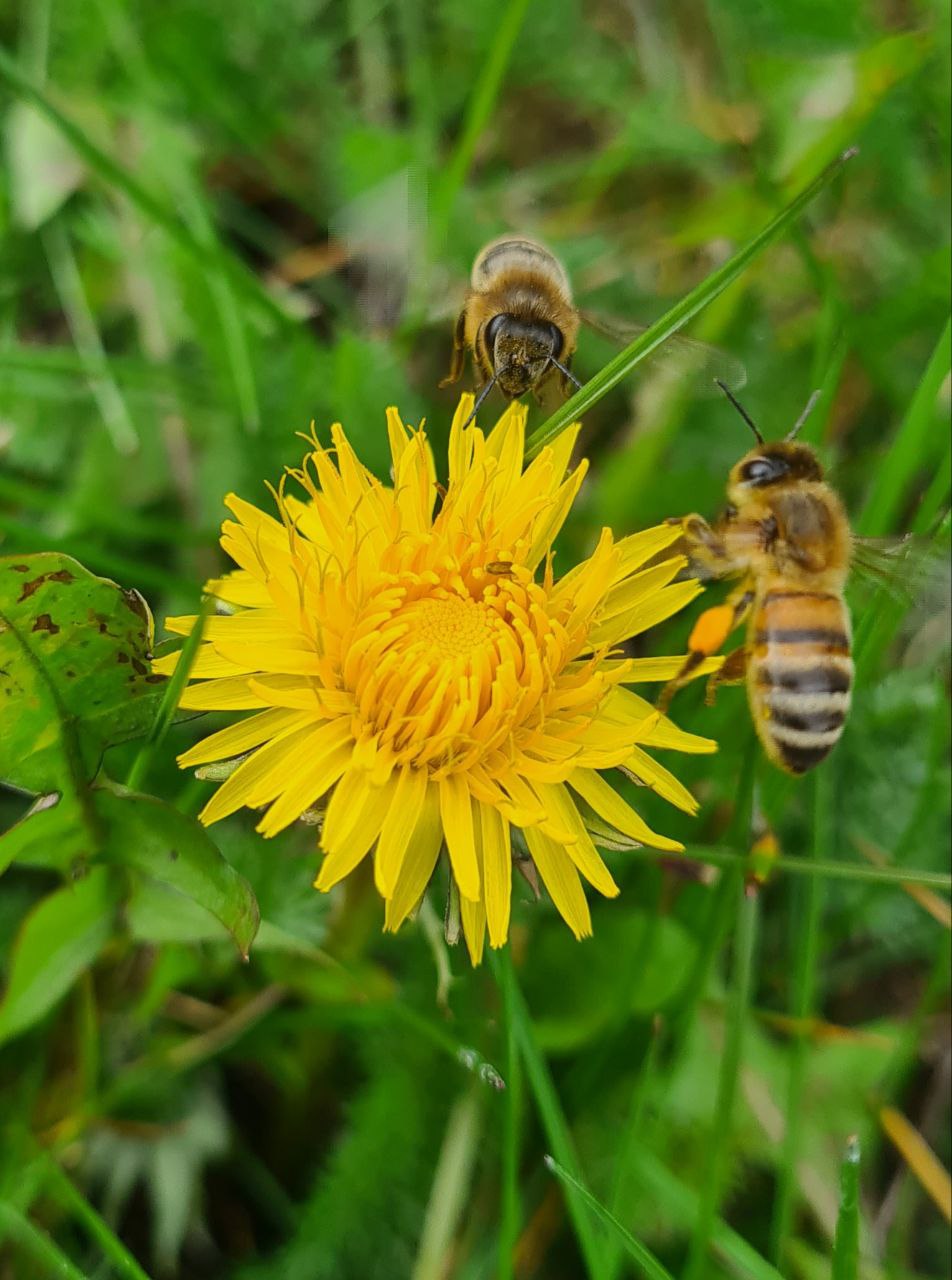 Biene auf Löwenzahn